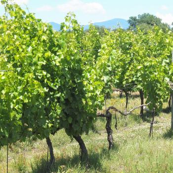 Am Weingut La Biagiola, hier kann man neben dem Weinbau auch archeologische Ausgrabungen bewundern - (c) Jörg Bornmann