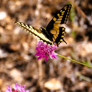 Eine vielfältige Schmetterlingswelt begleitet uns bei der Wanderung zurück - (c) Jörg Bornmann