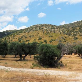 Die Tour durch die Olivenhaine ist abwechslungsreich und wunderschon - (c) Jörg Bornmann