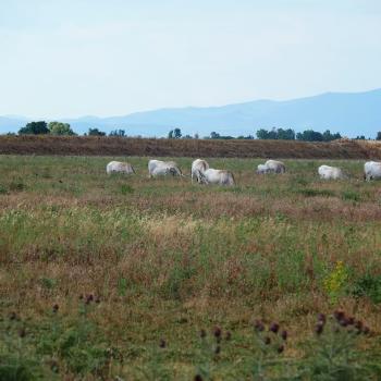 Entlang der Küste radeln wir dann nordwärts und endlich sehen wir die berühmten Maremma-Rinder - (c) Jörg Bornmann