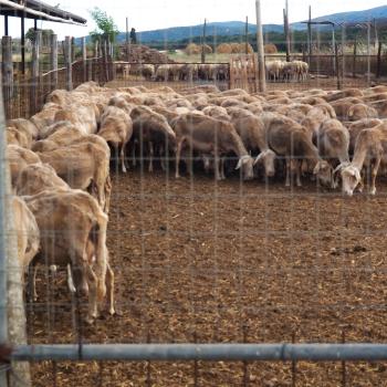 Wir fahren noch zum Käsehof Agro Biologica Le Tofane. Der Betrieb der Familie Francioli ist vollständig biologisch zertifiziert - (c) Jörg Bornmann