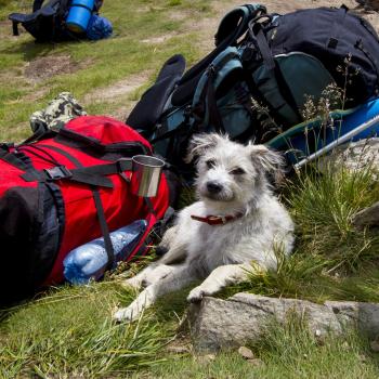 Tipps zum Wandern mit Hund in den Bergen - (c) Four Paws