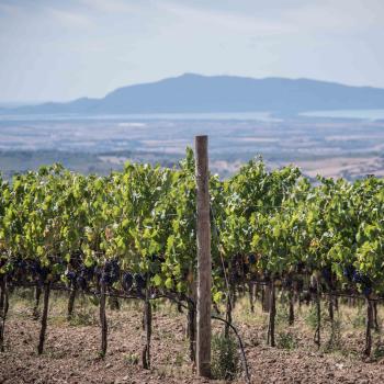 Noch einmal genießen wir den Blick über die Reben und die abwechslungsreiche Landschaft der Maremma - (c) Jörg Bornmann