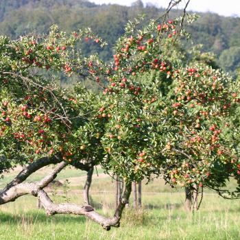 Wie nachhaltig geht es im Vogelsberg zu? Zum 8. Hessischen Tag der Nachhaltigkeit - (c) Christina Marx