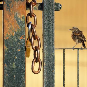 - (c) Alberto Román Gómez Hombre, Wildlife Photographer of the Year