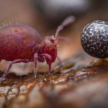 - (c) Alexis Tinker-Tsavalas, Wildlife Photographer of the Year