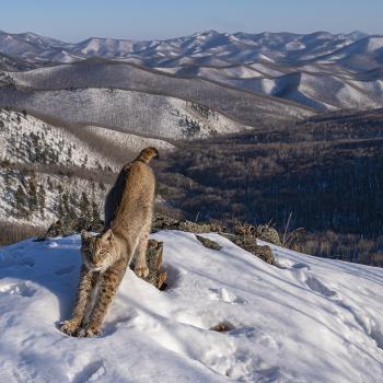 - (c) Igor Metelskiy, Wildlife Photographer of the Year