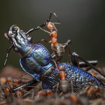 - (c) Ingo Arndt, Wildlife Photographer of the Year