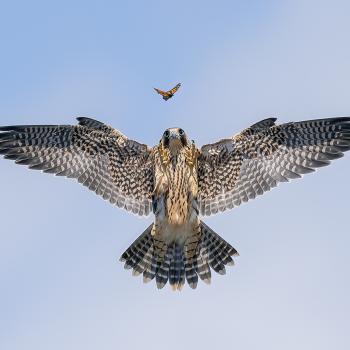 - (c) Jack Zhi, Wildlife Photographer of the Year