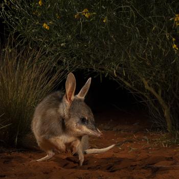 - (c) Jannico Kelk, Wildlife Photographer of the Year