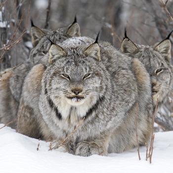 - (c) John Marriott, Wildlife Photographer of the Year