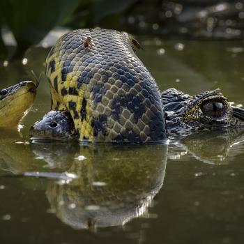 - (c) Karine Aigner, Wildlife Photographer of the Year