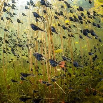 „Ausschwärmen ins Leben“ - (c) Shane Gross, Wildlife Photographer of the Year