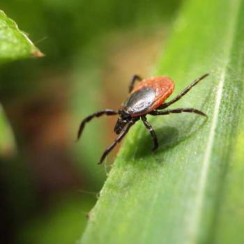 Zecken in Deutschland ganzjährig aktiv  Wer sich sicher vor den kleinen Spinnentieren schützen möchte, darf auf entsprechende Kleidung nicht verzichten - (c) MSD Tiergesundheit