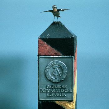 Ein Braunkelchen auf einem ehemaligen DDR Grenzpfahl - (c) Thomas Stephan