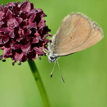 Ameisenbläuling auf der Blüte des Dunklen Wiesenknopf - (c) A & U Buhani