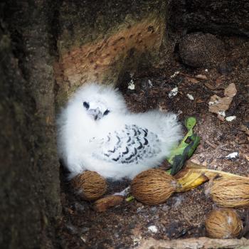 Die Insel Cousin Island ist ein Paradies für Vogelbeobachter - (c) Enric Boixadós