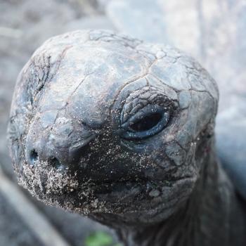 Die Schildkröten auf Curieuse suchen die Nähe zu den Touristen - (c) Enric Boixadós