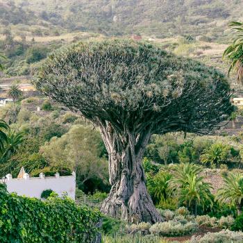 Teneriffa –  Längst ist die größte Kanareninsel ein Dorado für Genusswanderer wie für ambitionierte Bergwanderer - (c) Elke Homburg
