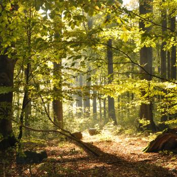 Im Müritz-Nationalpark erstreckt sich mit den Serrahner Welterbe-Buchenwäldern eines der ältesten naturnahen Laubwaldgebiete Deutschlands - (c) Barabara Lüthi Hermann