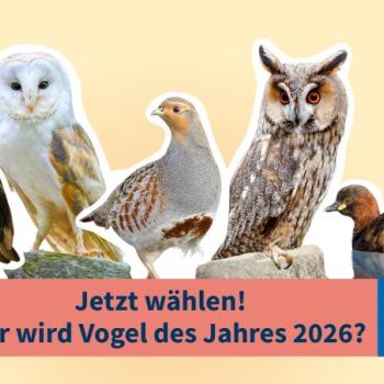 Amsel, Rebhuhn, Schleiereule, Waldohreule und Zwertaucher stehen zur Wahl zum Vogel des Jahres 2026 - (c) NABU