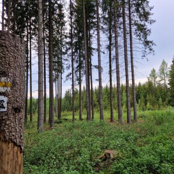 Lochstein, Brandfelsen, Katzenstein, Lohbergfelsen oder Pfaffenstein: Das sächsische Vogtland ist reich an allerlei bizarren Felsformationen - (c) Alexa Christ