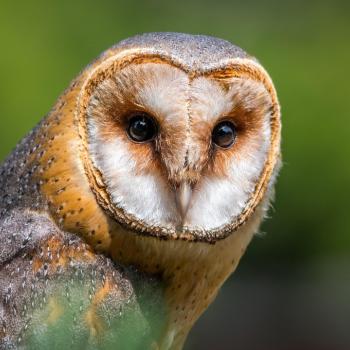 Amsel, Rebhuhn, Schleiereule, Waldohreule und Zwertaucher stehen zur Wahl zum Vogel des Jahres 2026 - (c) pixabay/LubosHouskav
