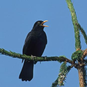 Amsel, Rebhuhn, Schleiereule, Waldohreule und Zwertaucher stehen zur Wahl zum Vogel des Jahres 2026 - (c) NABU/Frank Hecker