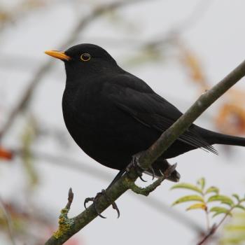 Amsel, Rebhuhn, Schleiereule, Waldohreule und Zwertaucher stehen zur Wahl zum Vogel des Jahres 2026 - (c) NABU/Christoph Mohning