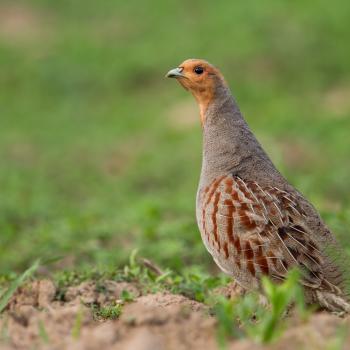 Amsel, Rebhuhn, Schleiereule, Waldohreule und Zwertaucher stehen zur Wahl zum Vogel des Jahres 2026 - (c) NABU/Jan Piecha