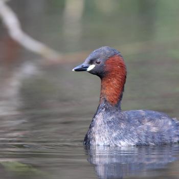 Amsel, Rebhuhn, Schleiereule, Waldohreule und Zwertaucher stehen zur Wahl zum Vogel des Jahres 2026 - (c) NABU/Frank Derer