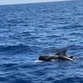 Teneriffa – Bizarre Vulkanlandschaften, Weltkulturerbe und Whale Watching, das ganze Jahr ein wunderbares Naturerlebnis - (c) Anke Sieker