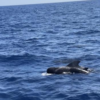 Teneriffa – Bizarre Vulkanlandschaften, Weltkulturerbe und Whale Watching, das ganze Jahr ein wunderbares Naturerlebnis - (c) Anke Sieker