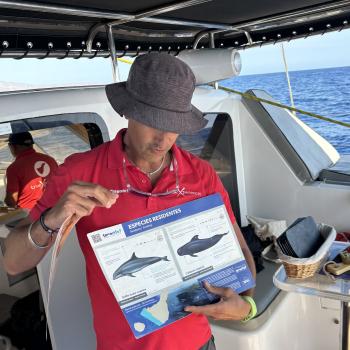 Teneriffa – Bizarre Vulkanlandschaften, Weltkulturerbe und Whale Watching, das ganze Jahr ein wunderbares Naturerlebnis - (c) Anke Sieker