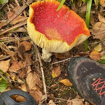 Nordschwarzwald: Tour zu den Teufelskammern - (c) Armin Herb