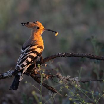 Punk-Revival: Wiedehopfe können wieder in Bayern gesichtet werden - (c) LBV Josef Baumgartner
