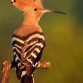 Punk-Revival: Wiedehopfe können wieder in Bayern gesichtet werden - (c) LBV Josef Baumgartner