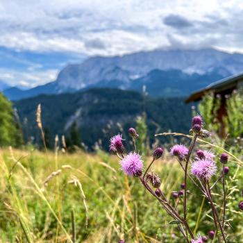 Auf dem Weitwanderweg von Garmisch nach Meran überrascht oft eine üppige Natur, wie hier eine Blumenwiese bei Garmisch