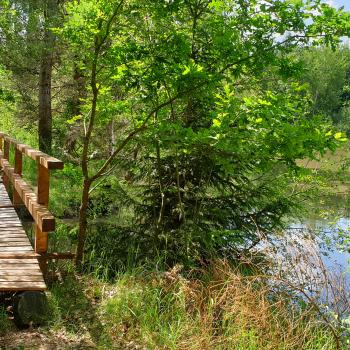 Wanderregion mit Qualität – die Vulkanregion Vogelsberg mit vielen Qualitätswanderwegen in einer einzigartigen Natur - (c) Petra Schwing-Döring