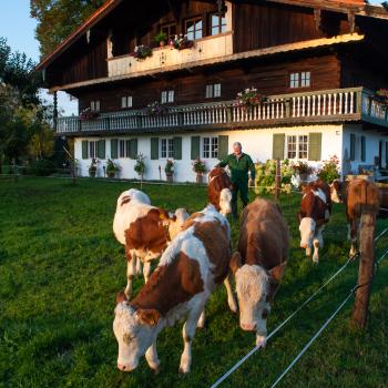 Da Kuah auf da Spur - Das Tourenprojekt der Molkerei Berchtesgadener Land rückt mit zwei neuen Routen das Mangfalltal sowie das Wasserschloss Reisach in den Mittelpunk - (c) Molkerei BGL
