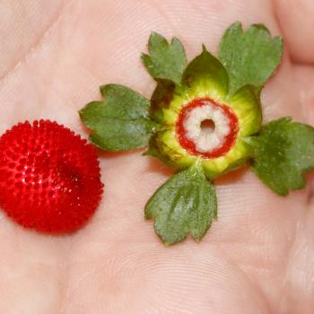 Klein und aromatisch: Der NABU gibt Tipps zur Walderdbeeren-Saison (hier die Scheinerdbeere) - (c) Helge May