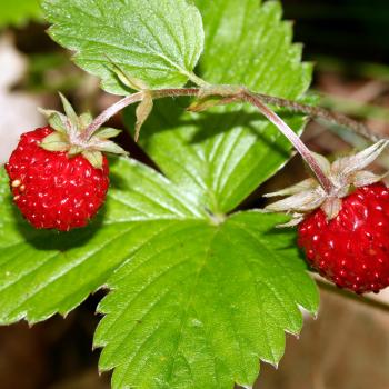 Klein und aromatisch: Der NABU gibt Tipps zur Walderdbeeren-Saison - (c) Helge May