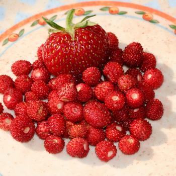 Klein und aromatisch: Der NABU gibt Tipps zur Walderdbeeren-Saison - (c) Helge May