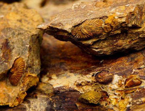 Global Geopark Perce in Kanada - (c) Unesco