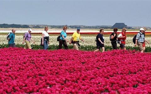 Wandern zur Tulpenblüte in Holland