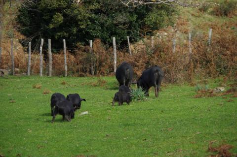 Parco dei Nebrodi - Das Fleisch der schwarzen Schwein der Nebrod ergeben eine wundervolle Salami - (c) Nicoletta De Rossi