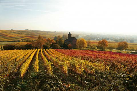 Herbst an der Südlichen Weinstraße: „Keschde“ , die Kastanie, in aller Munde - (c) Südliche Weinstraße