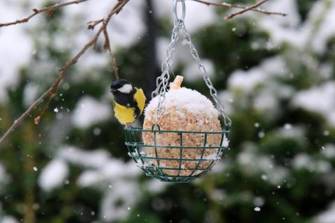 Winterliches Gezwitscher: LBV gibt Tipps wie die Vogelfütterung zum Naturerlebnis wird – auf Hygiene am Futterplatz in Gärten oder auf Balkonen achten - (c) Ingo Rittscher, LBV Bildarchiv