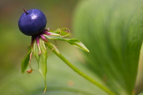 Aus dem Fruchtknoten bildet sich im Laufe des Sommers eine schwarze oder dunkelblaue Beere, in der sich die Samen ausbilden. – (c) Udo Steinhäuser, Loki-Schmid-Stiftung Aus dem Fruchtknoten bildet sich im Laufe des Sommers eine schwarze oder dunkelblaue Beere, in der sich die Samen ausbilden. – (c) Udo Steinhäuser, Loki-Schmid-Stiftung
