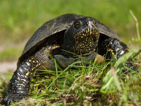 Europäische Sumpfschildkröte - (c) Norbert Schneeweiss (Arbeitsgemeinschaft Natur- und Artenschutz (AGENA))